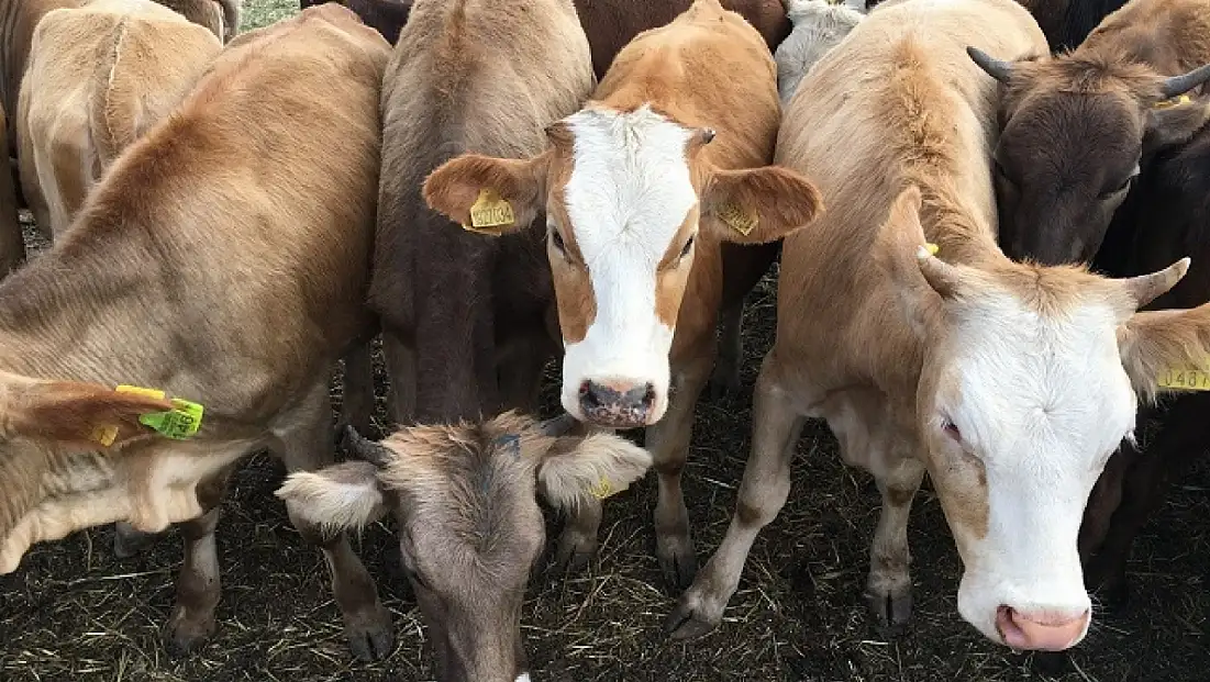 Besilik Hayvan İthalatı 2026’da ESK Üzerinden Yapılacak