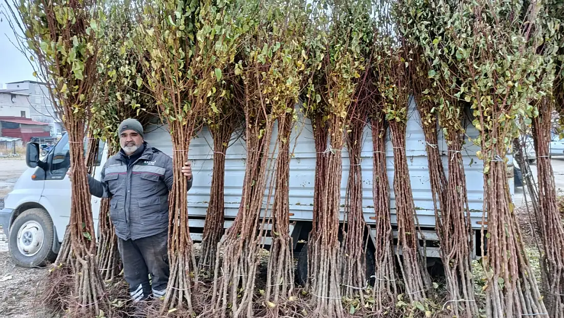 Darende’de Don Felaketine Rağmen Kayısı Üretimi Hız Kesmedi