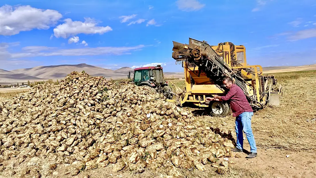Darende’de pancar sökümü başladı, kazanç sıfırlandı