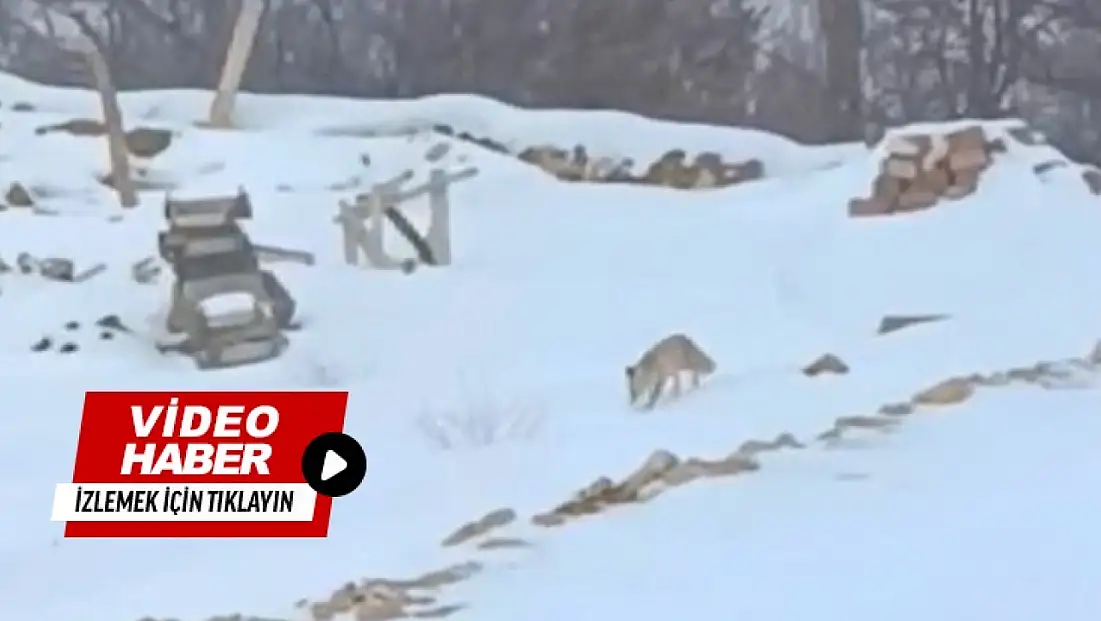 Darende Hacolar’da Kış Yaban Hayatını Zorluyor