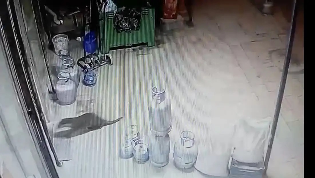 Dilek Mahallesi’nde Doğal Yaşam Kanıtı: Su Samuru Kamerada