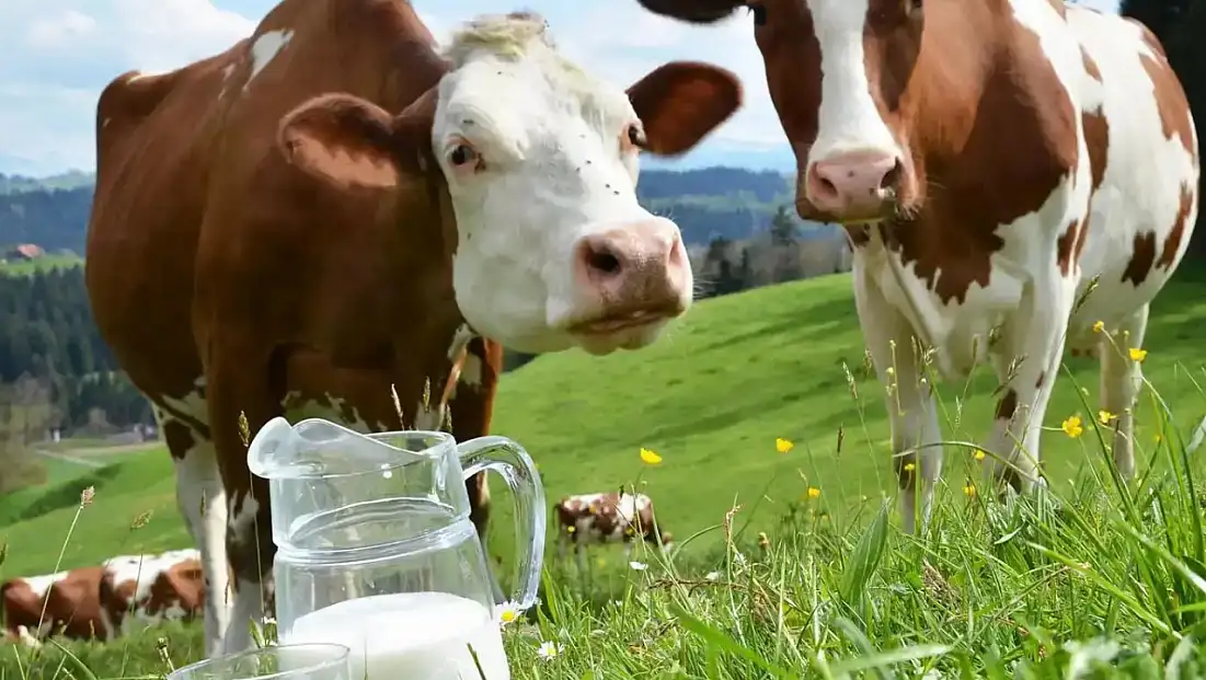 Ekimde İnek Sütü Üretimi Yüzde 3,2 Azaldı