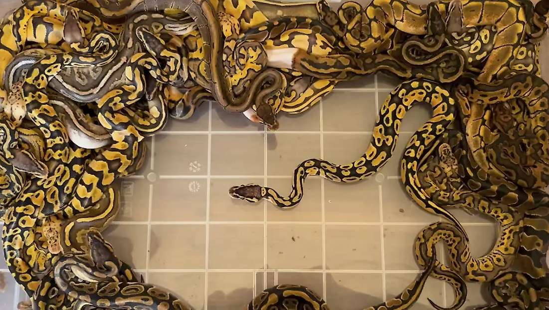 Kapıkule'de 67 canlı piton ele geçirildi
