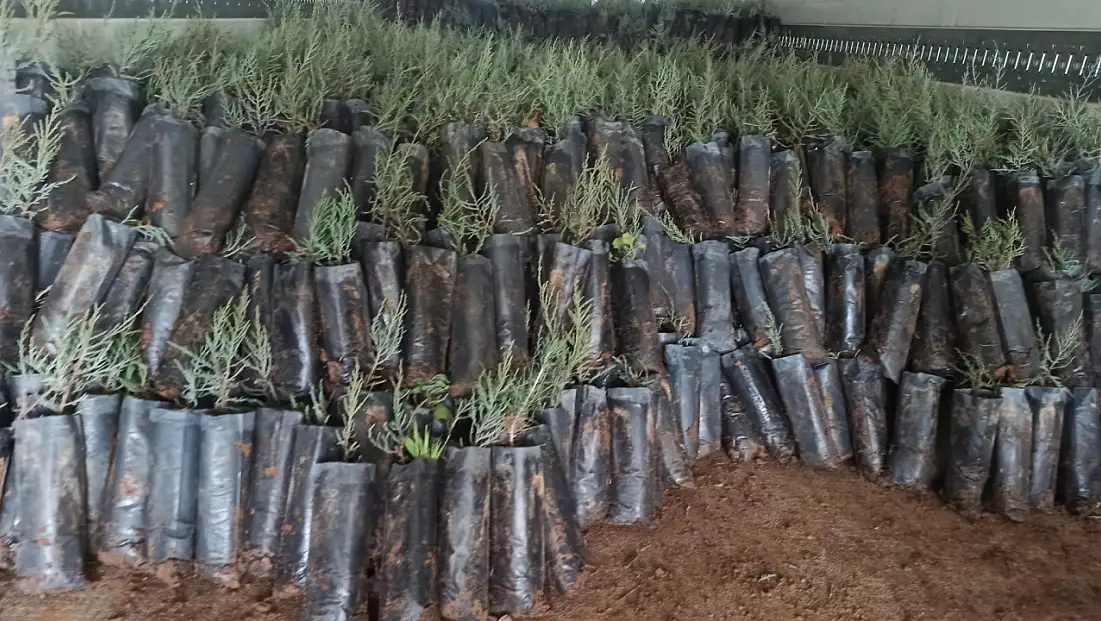Malatya’da Yetiştirilen 50 Bin Fidan Türkmenistan’a Gönderildi