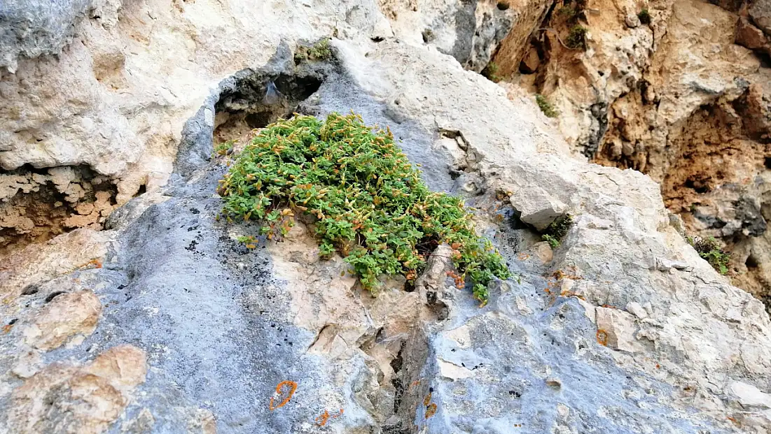 Malatya’nın Endemik Bitkisi Şifa Saçıyor: Sarı Kantaronu Geçti