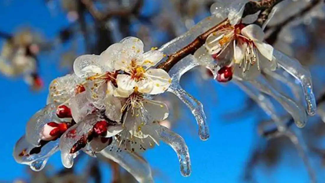 Meteoroloji’den İç Anadolu’ya Zirai Don Uyarısı: 'Tedbirli Olun'