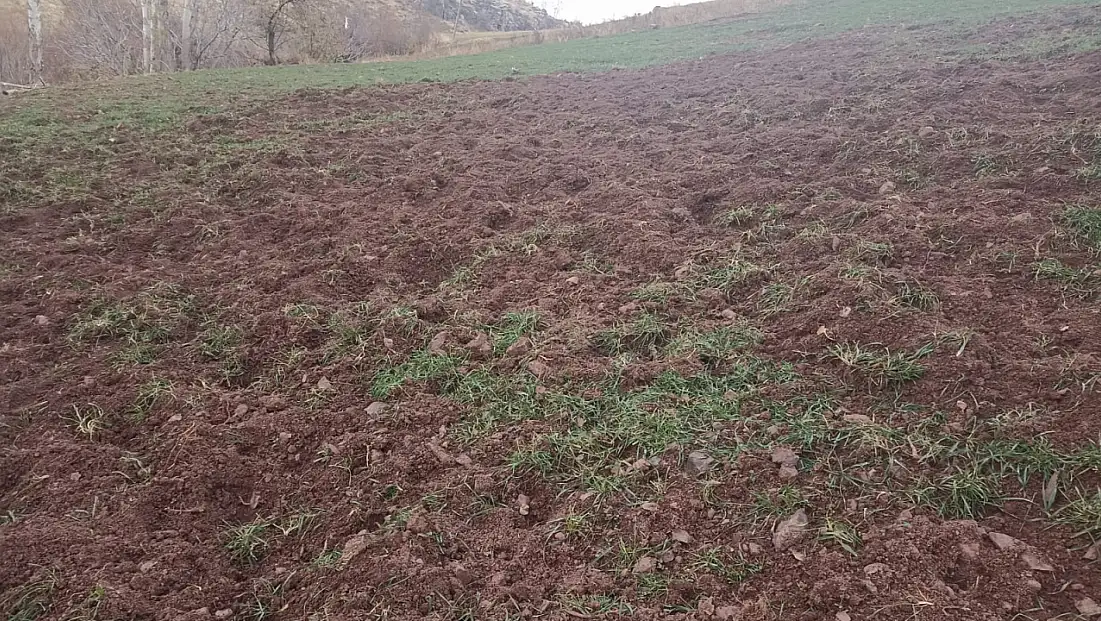 Pütürge’de Domuzlar Çiftçilerin Ürünlerini Tahrip Ediyor