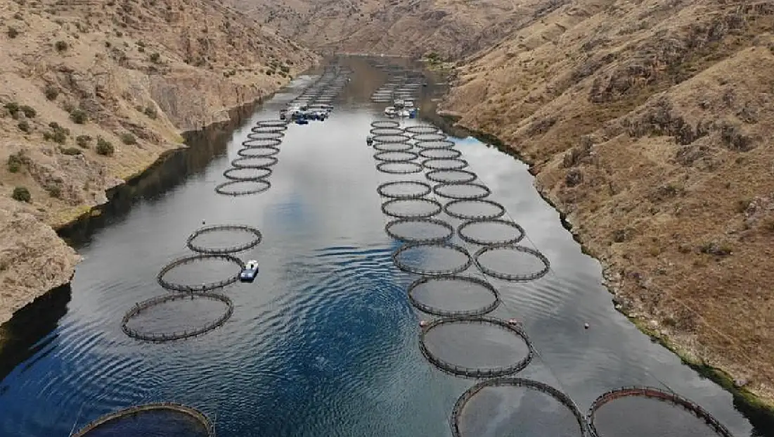 Üç Baraj Gölü Alabalık Yetiştiriciliğine Açıldı
