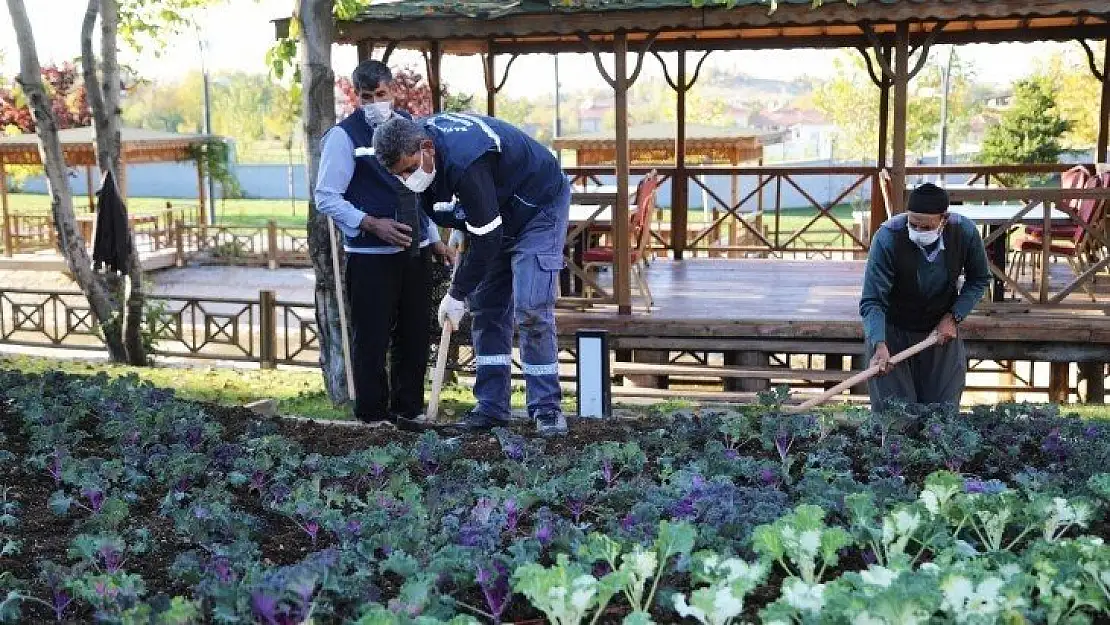 25 bin adet Süs Lahanası ve bitki çeşitlerinin dikimine başlanıldı