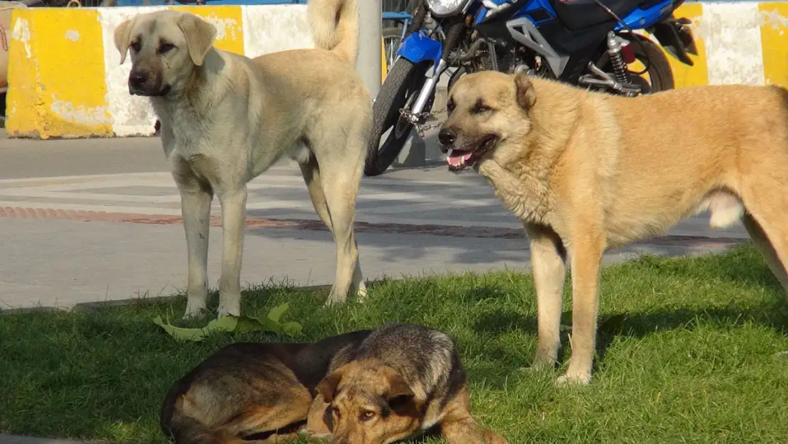 Avukat Özdemir: Köpek Yasası'na uymayan belediye başkanları hapis cezası alacak