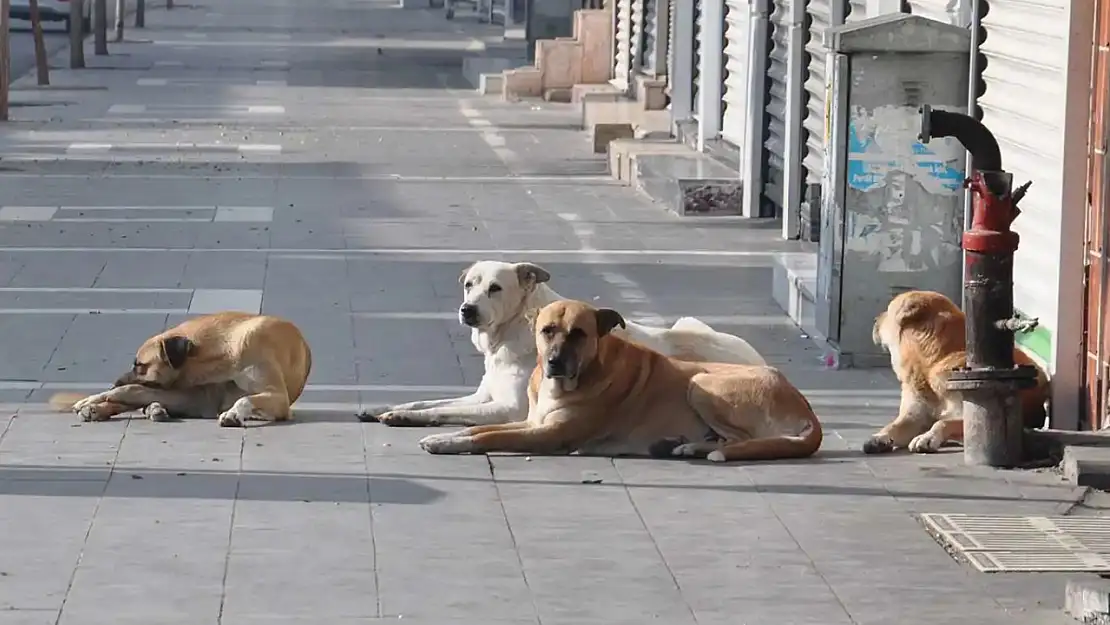 Başıboş köpeklere yönelik kanun teklifinin ilk 5 maddesi kabul edildi