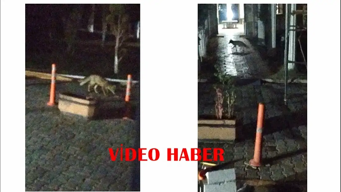 Battalgazi'de Aç Kalan Tilki Şehir Merkezine İndi