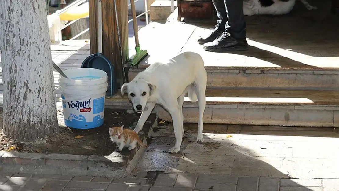 Bir köpek, kedi yavrusuna annelik yapıyor