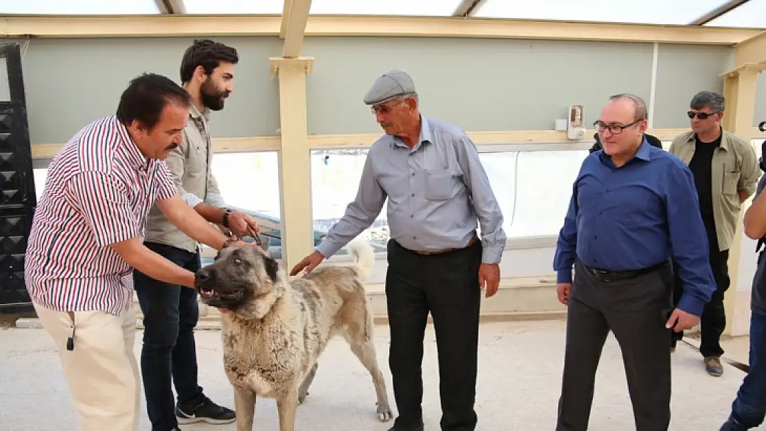 Halisdemir'e Kangal Köpeği Hediye Edildi