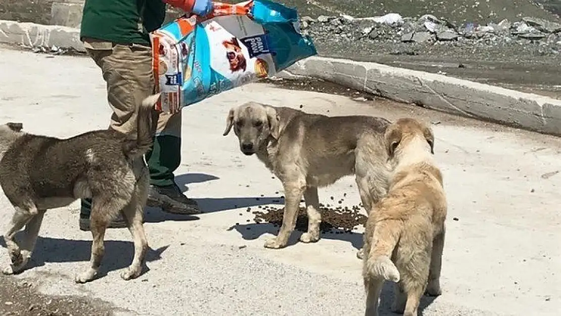 Büyükşehir Belediyesi Sokak Hayvanlarını Unutmadı