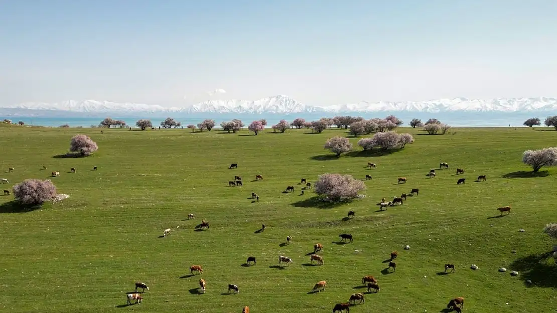 Çiçek açan kayısı ve badem ağaçları Van Gölü kıyılarına renk kattı