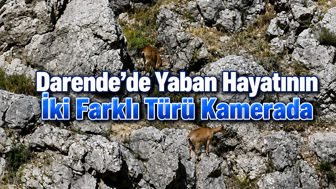 Darende'de Yaban Hayatının İki Farklı Türü Kamerada
