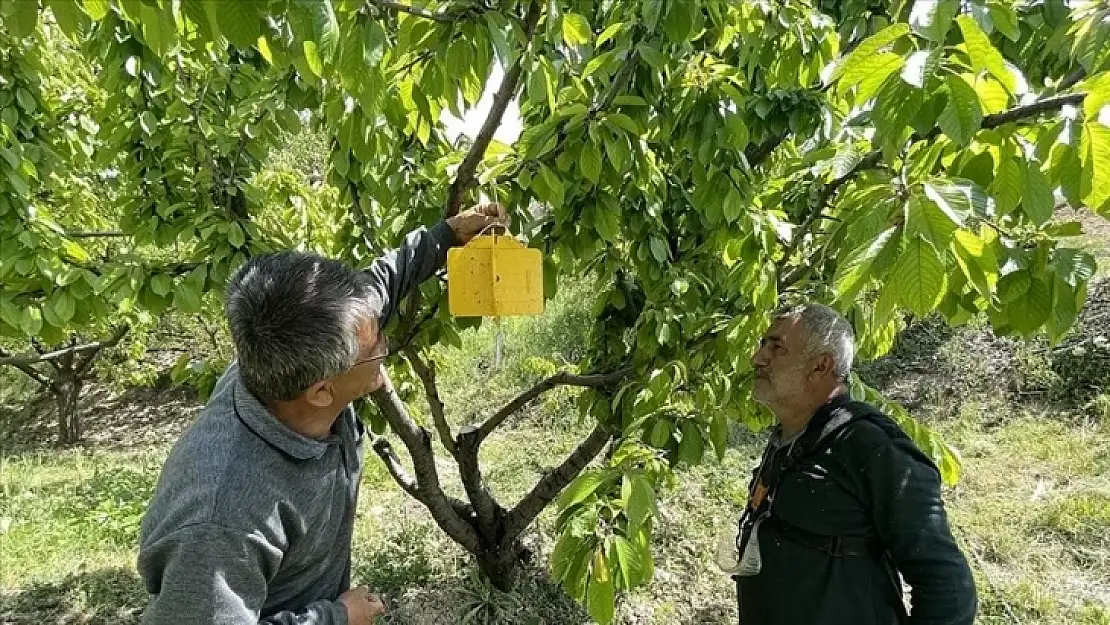 Depremzede kiraz üreticileri ilaçlama mesaisinde