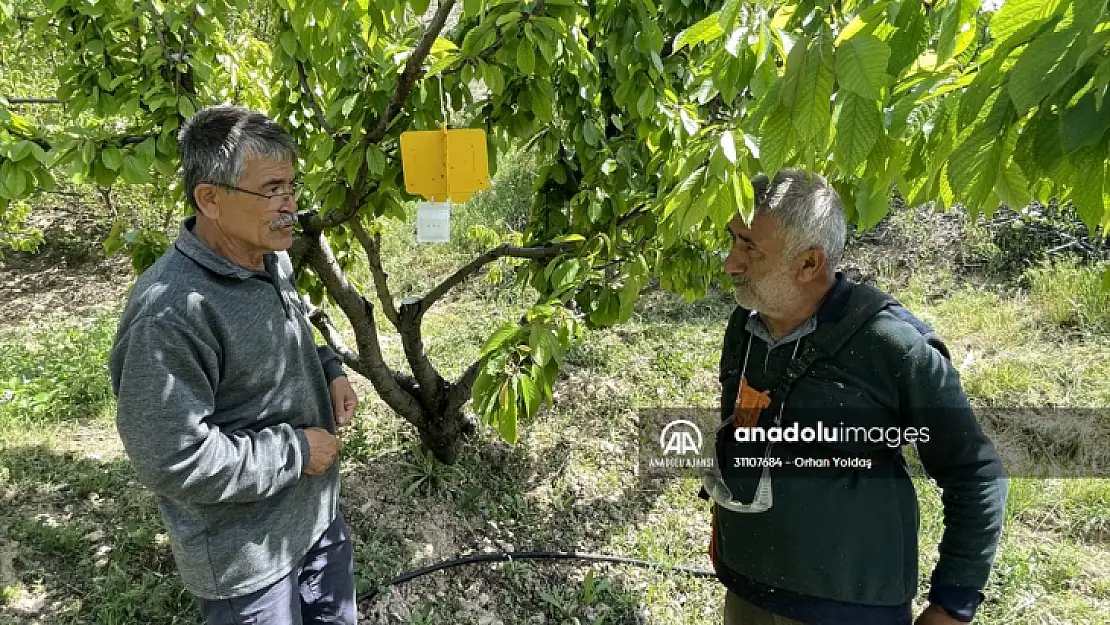 Depremzede kiraz üreticilerine zirai ilaç desteği