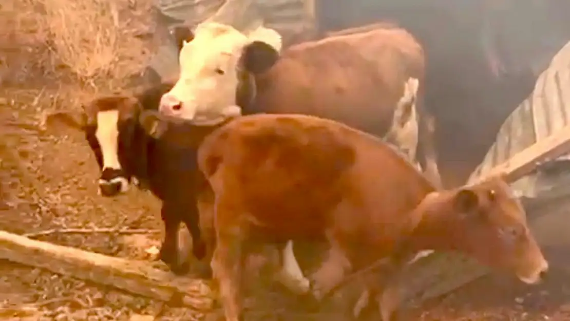 Doğanyol Yalınca mevkiinde orman yangını
