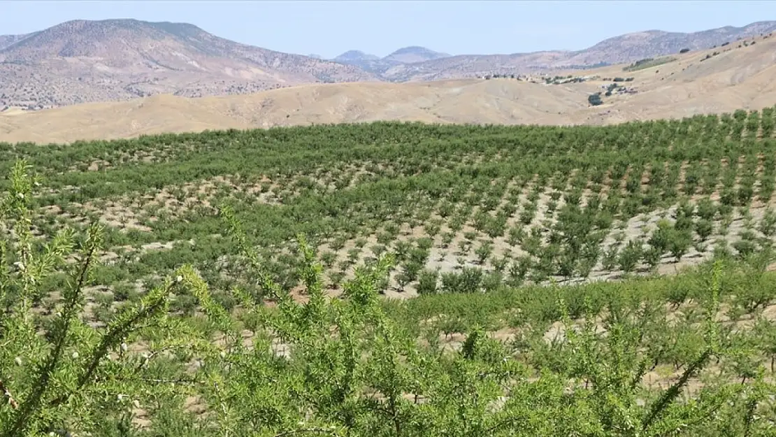 Elazığ'da 5 yılda 200 bini aşkın badem fidanı toprakla buluşturuldu