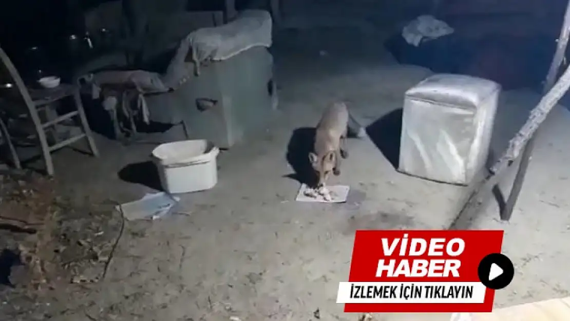 Elazığ'da bir çiftçi her akşam evine gelen tilkiyi besliyor