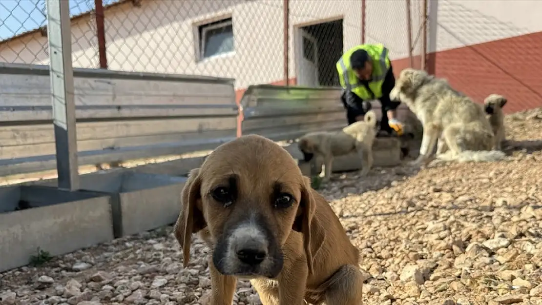 Elazığ'daki bakımevinde 8 yılda 6 bin 18 köpek kısırlaştırıldı