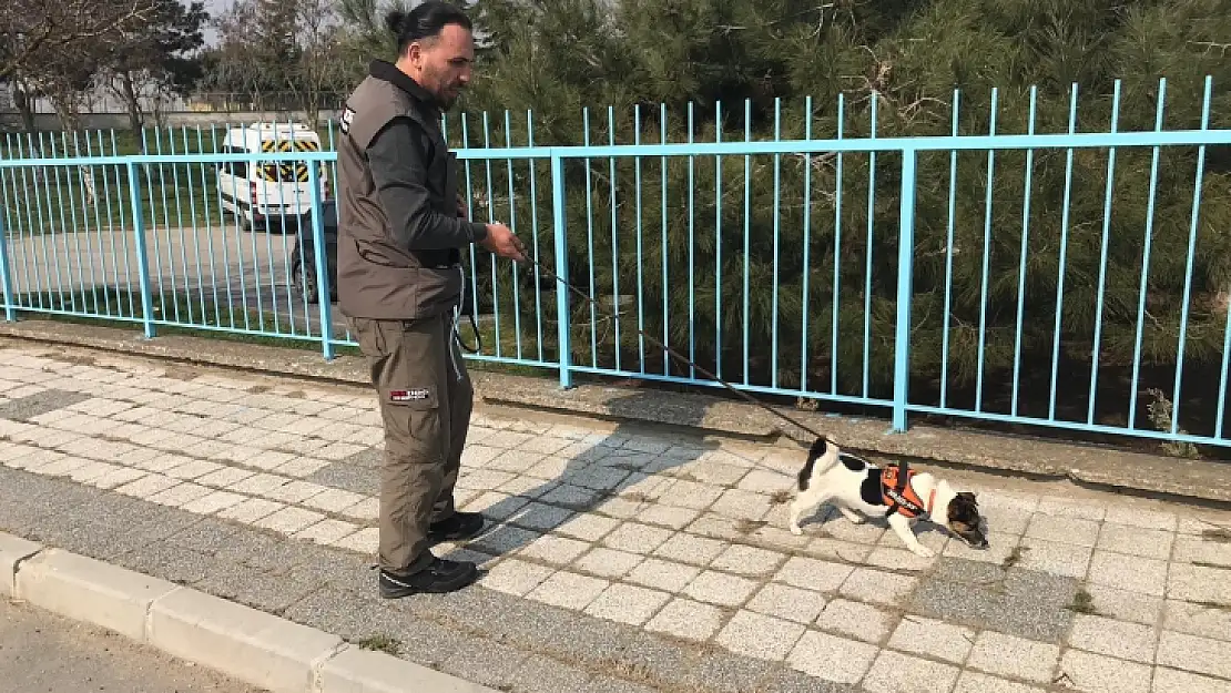 Elektrik arızasını tespitte artık köpekler devrede