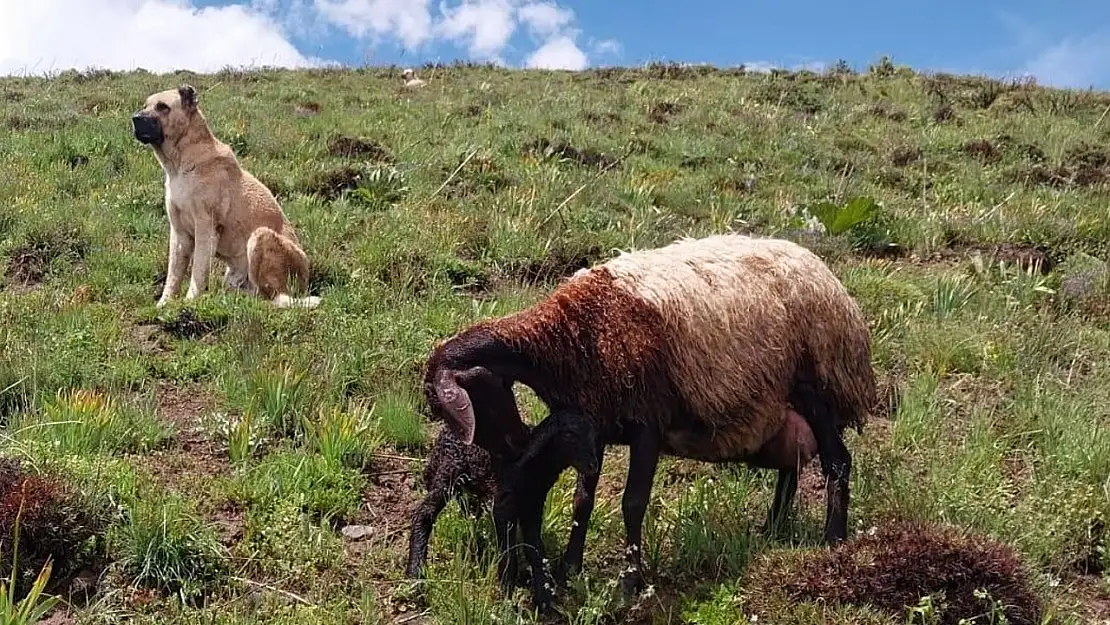 Erzurum'da kayıp Kangal köpeği, arazide doğum yapan koyunla yavrusunu korurken bulundu