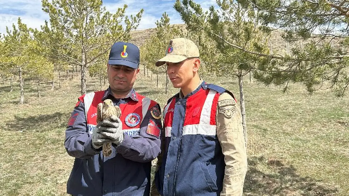 Erzurum'da yaralı bulunan ibibik ve kerkenez tedaviye alındı