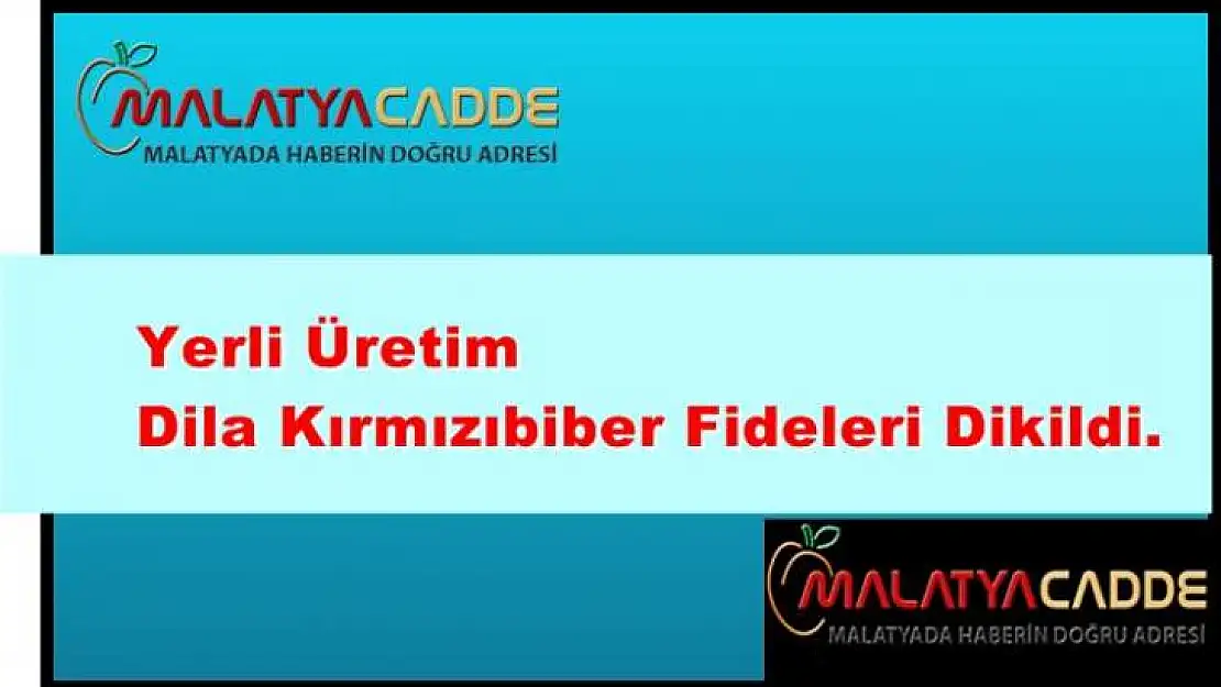 Yerli Üretim Dila Kırmızıbiber Fideleri Dikildi.