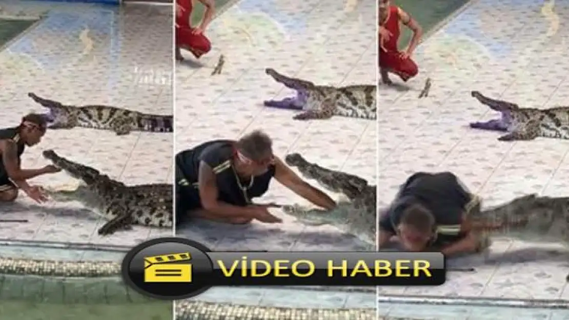Timsahın boğazına kolunu soktu, hayatının şokunu yaşadı