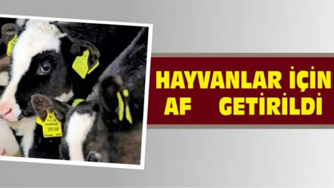 Büyükbaş ve Küçükbaş Hayvanların Küpelenmesine Af Getirildi.