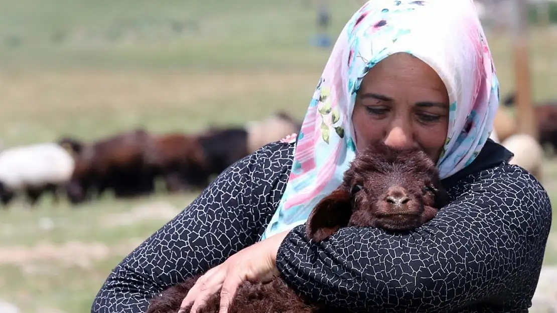 Kadın çiftçi, devlet desteğiyle küçükbaş havyan sayısını 30'dan 500'e çıkardı