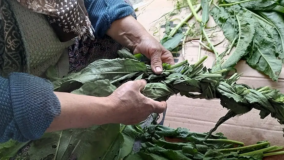 Kadınlar peynir ve kış yemekleri için dağlarda bitki topluyor