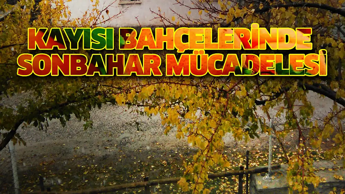 Kayısı Bahçelerinde Sonbahar Mücadelesi