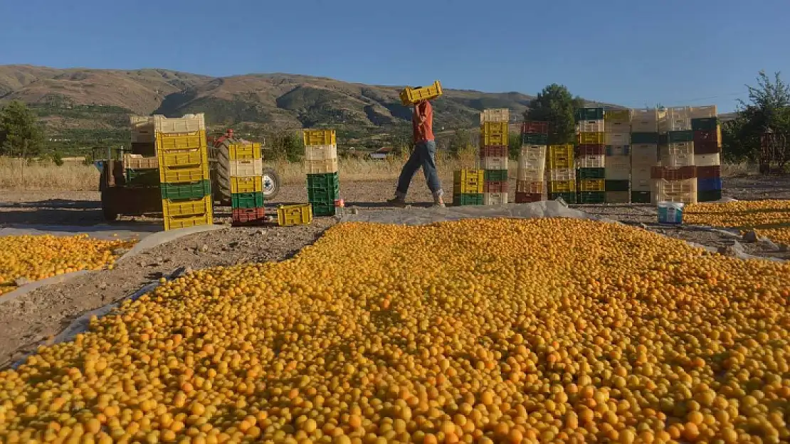 Kayısının başkentinde hasat devam ediyor