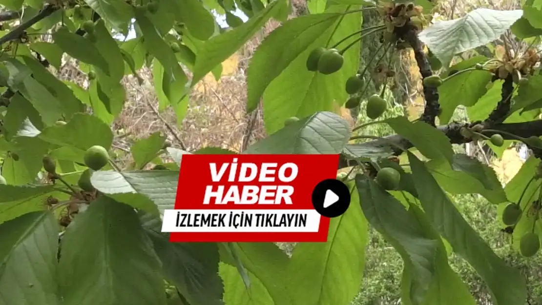 Kiraz sineği riskinin tespiti için tuzaklar kuruldu