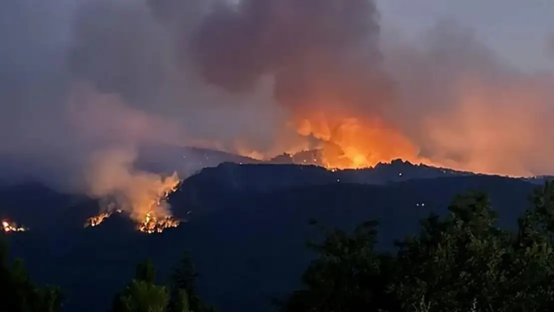 Kocaeli'de orman yangını