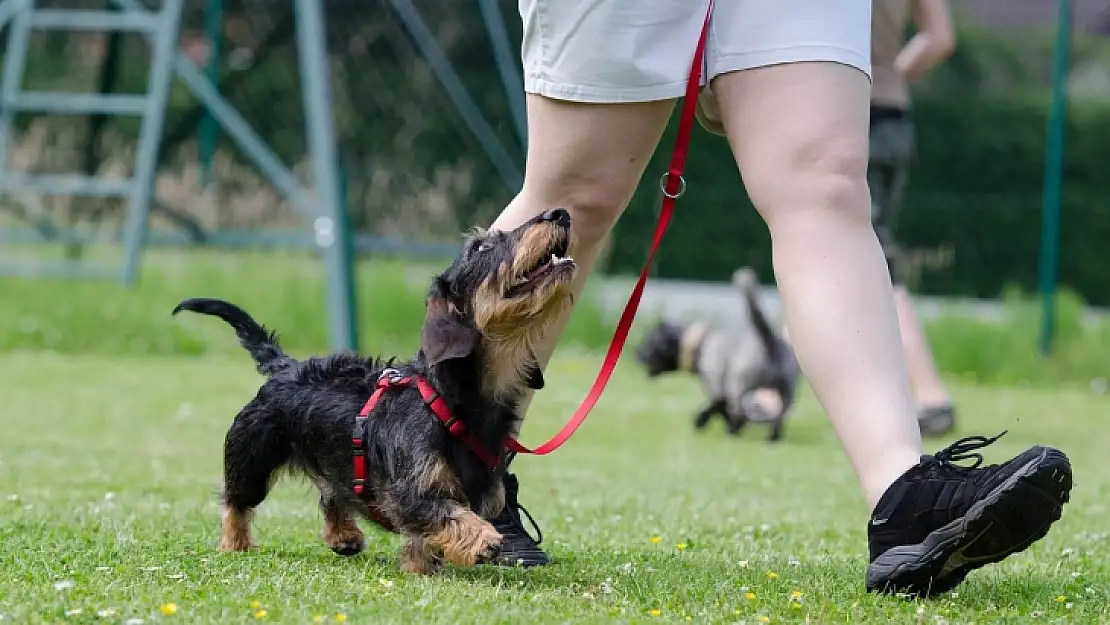 Köpek eğitiminde nelere dikkat edilmeli