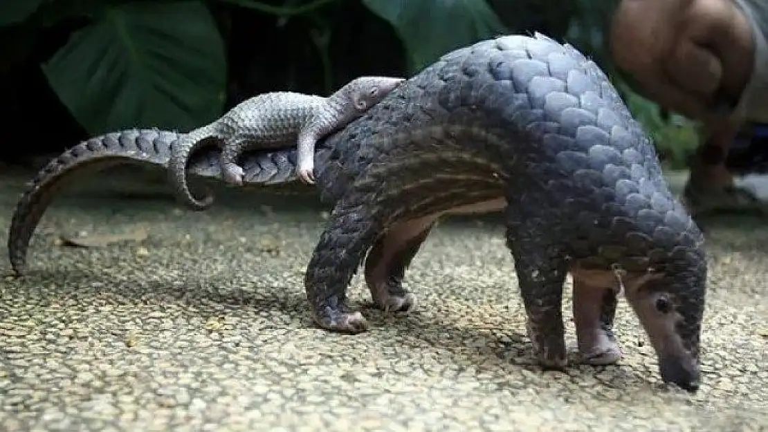 Koronavirüsün bulaştığı hayvan açıklandı: Pangolin