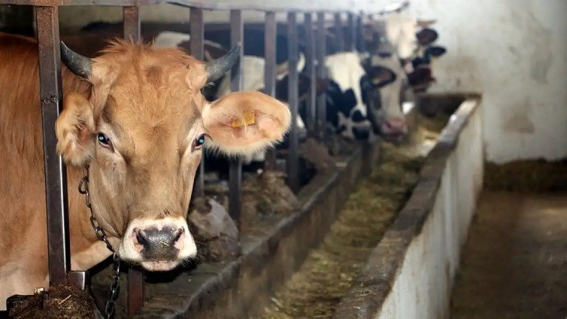 Kredi kartıyla veya taksitle kurban kesilir mi?