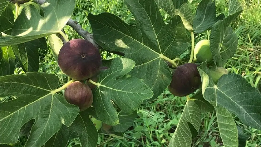 Lezzet deposu taze siyah incirin ihracat yolculuğu başladı