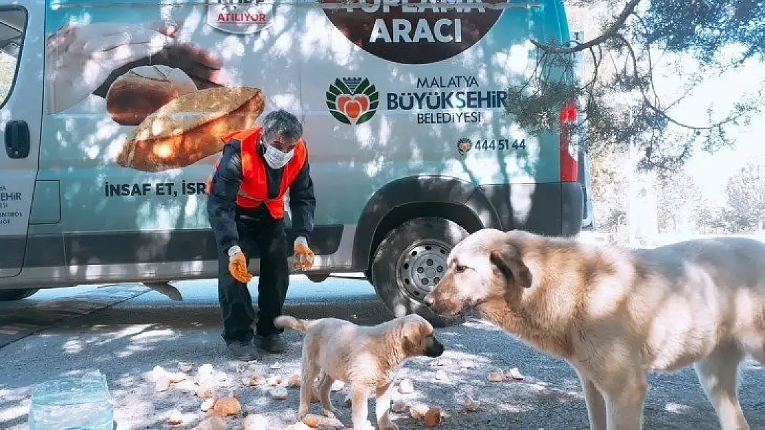 Malatya Büyükşehir Sokak Hayvanları İçin Birçok Noktaya Yem Bırakıyor