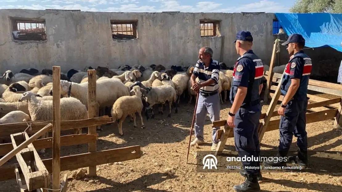 Malatya'da kayıp 17 küçükbaş hayvan bulunup sahibine teslim edildi