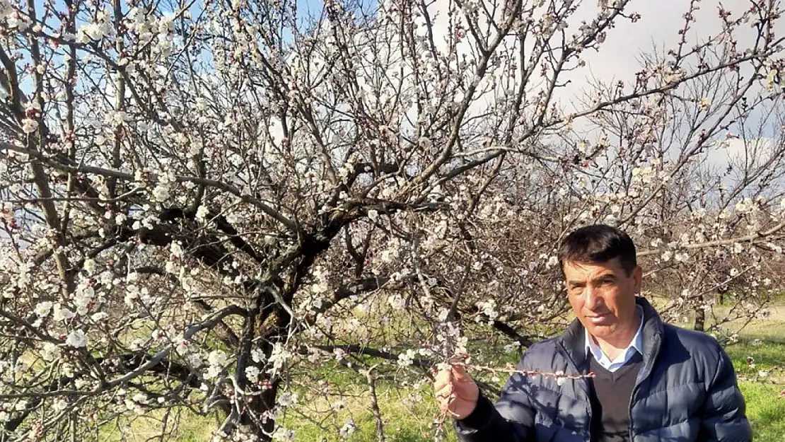 Malatya'da kayısı ağaçları çiçek açtı