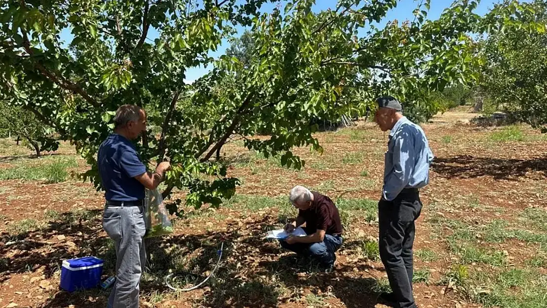 Malatya'da kayısı bahçelerinde şarka hastalığına karşı sürvey çalışması yapıldı