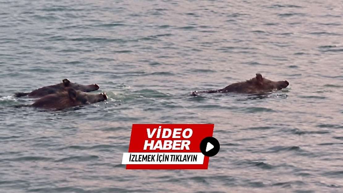 Malatya'da Şaşırtan Görüntü: Yaban Domuzları Baraj Gölünde Yüzdü