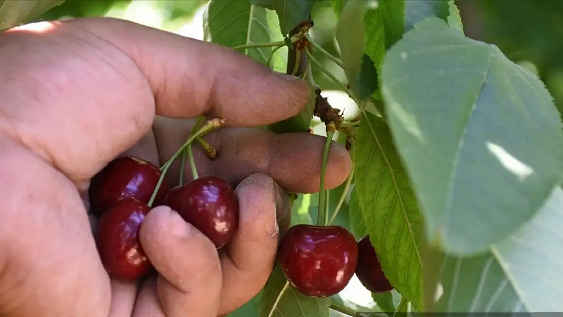 Malatya'da tescilli 'dalbastı' kirazında hasat başladı