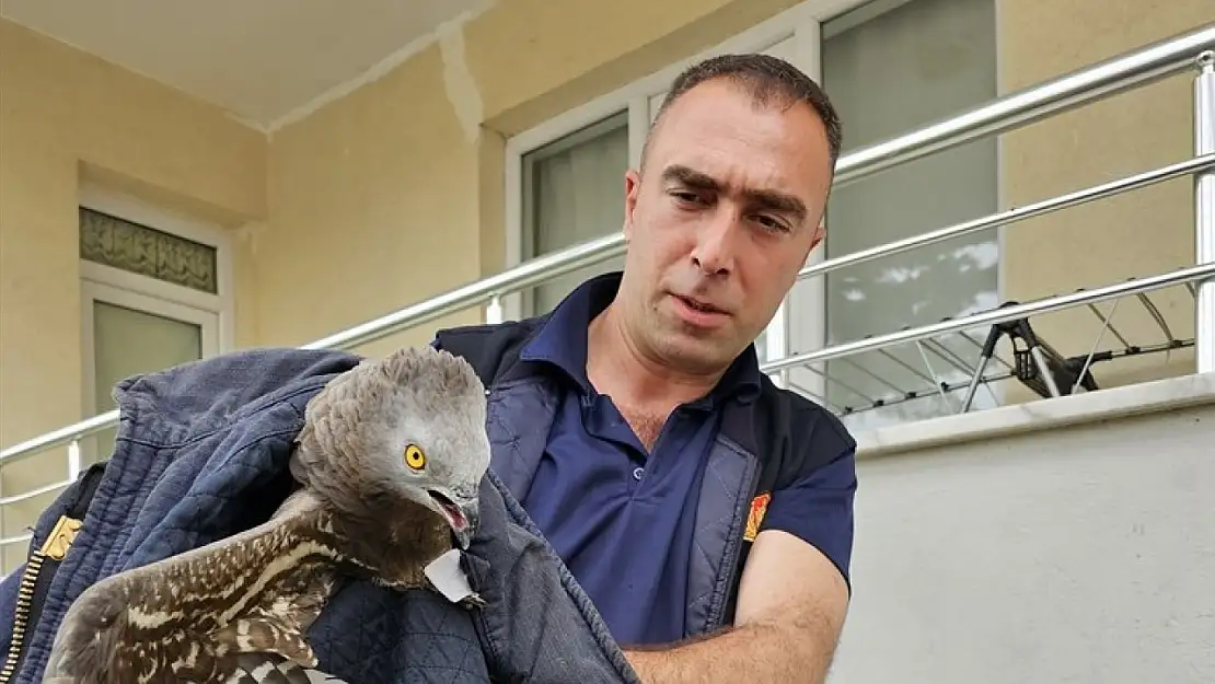 Malatya'da yaralı bulunan şahin koruma altına alındı